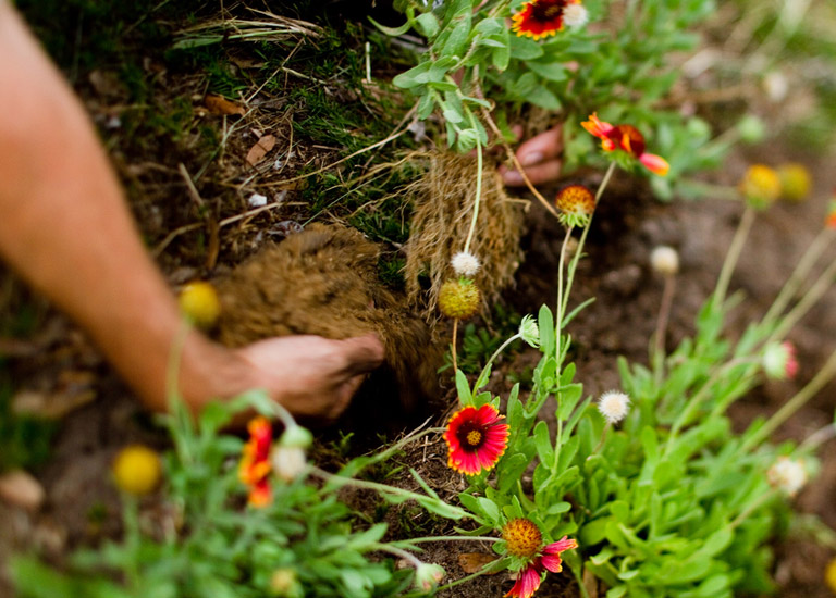 Hand digging in soil