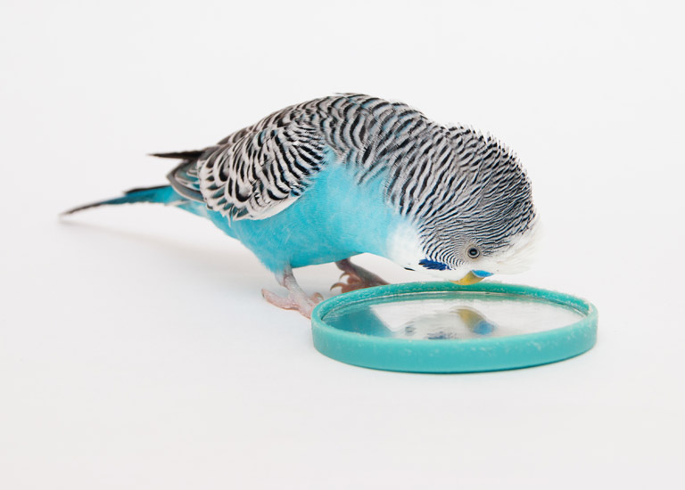 Budgerigar looking in mirror