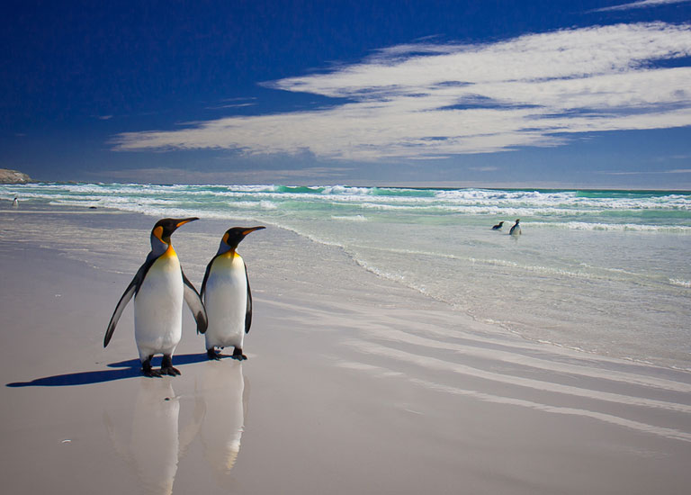 A pair of penguins