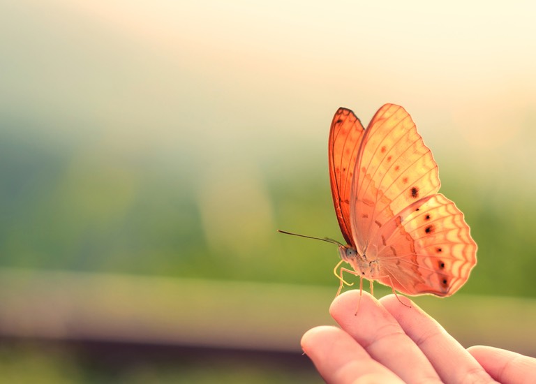Butterfly on finger