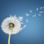 Dandelion with seeds blowing away in the wind across a clear blue sky with copy space