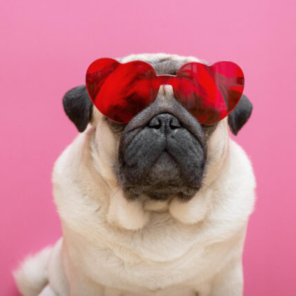 Share the Love this Valentine’s Day - Christian Connection blog - pup in heart sunglasses