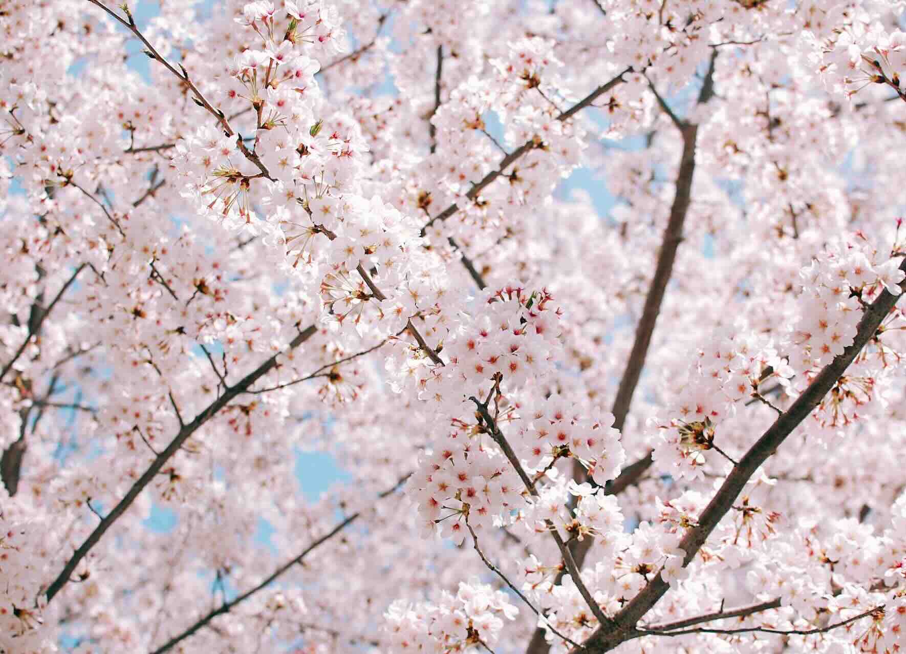 7 ways to find joy this Easter - Christian Connection blog