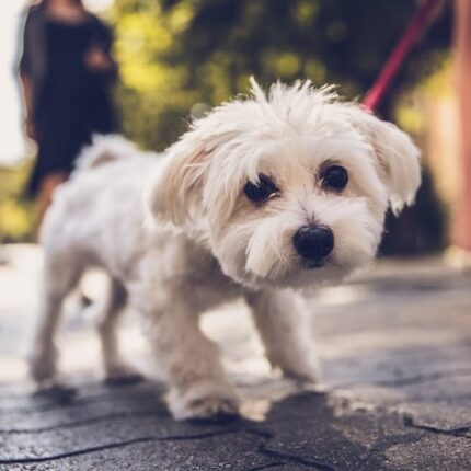 A-Z of date ideas from #MetOnCC couples - Dog Walking - Christian Connection blog