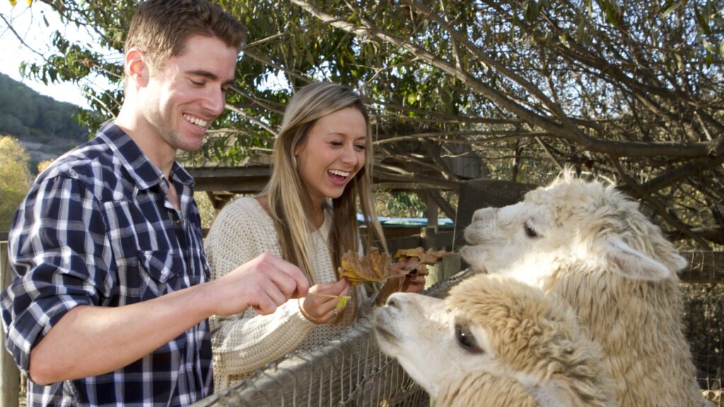 8 fun animal date ideas to get close to nature together