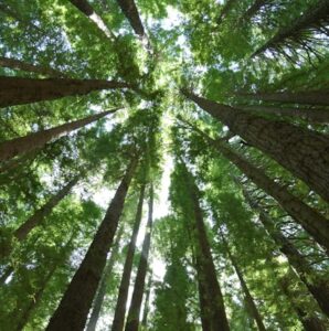 Canopy of trees in Australia - 9 date ideas in nature to enrich your time together - Christian Connection blog